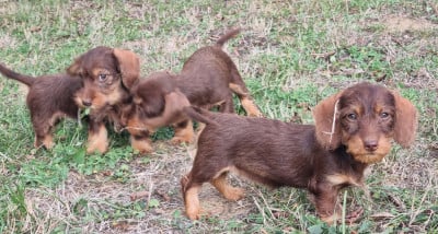 Les chiots de Teckel poil dur