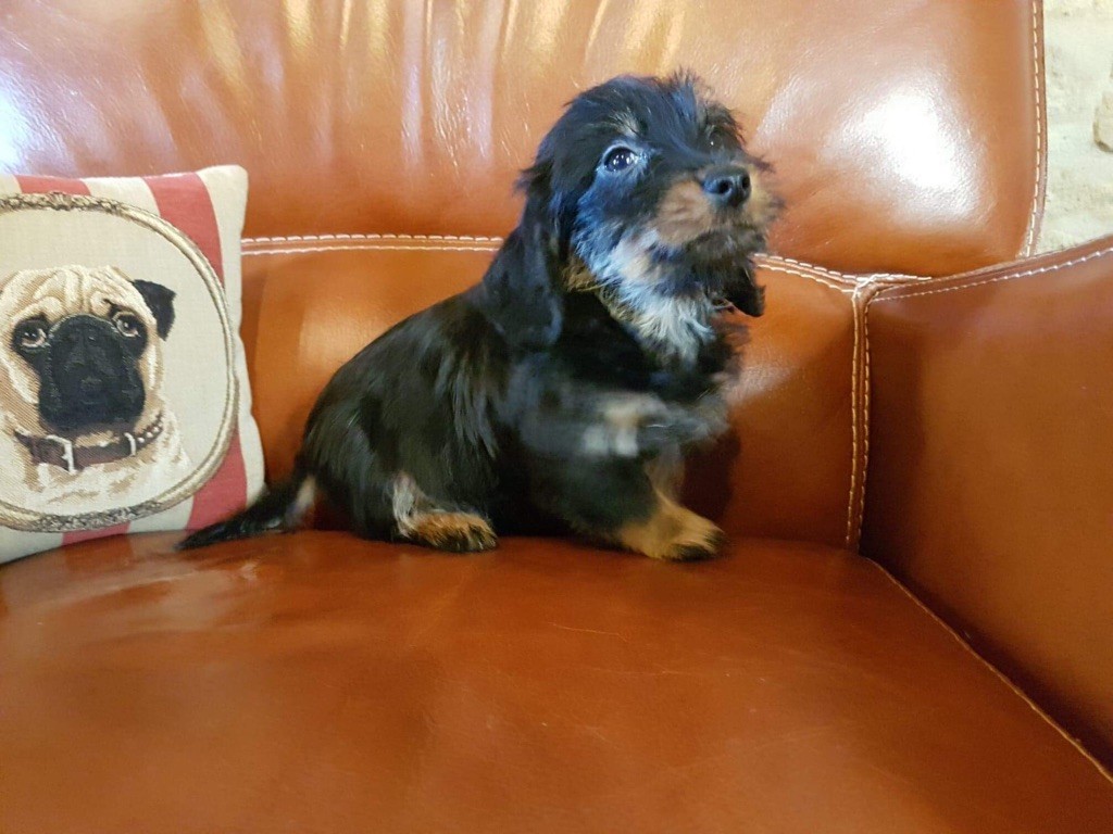 Accueil Elevage Du Logis De Beaumanoir Eleveur De Chiens