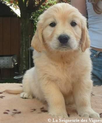 Beautiful music De la Seigneurie des Vignes