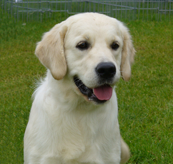 Beautiful love music De la Seigneurie des Vignes