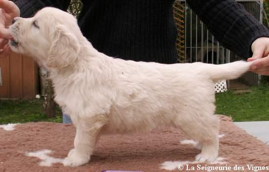 Beautiful love music De la Seigneurie des Vignes