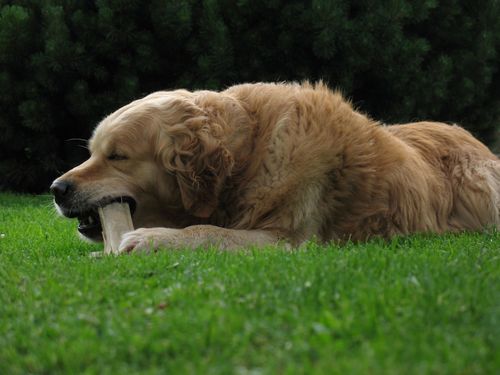 Oliver twist De l'enclos du chateau