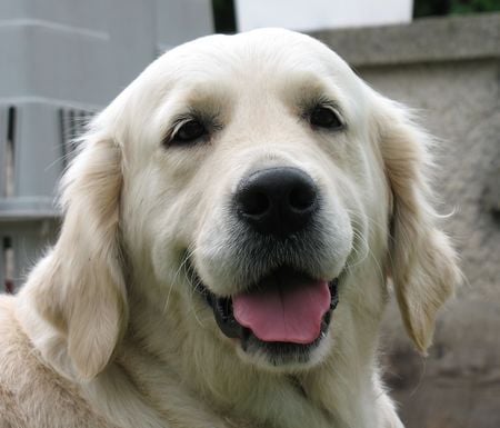 Publication : De la Seigneurie des Vignes