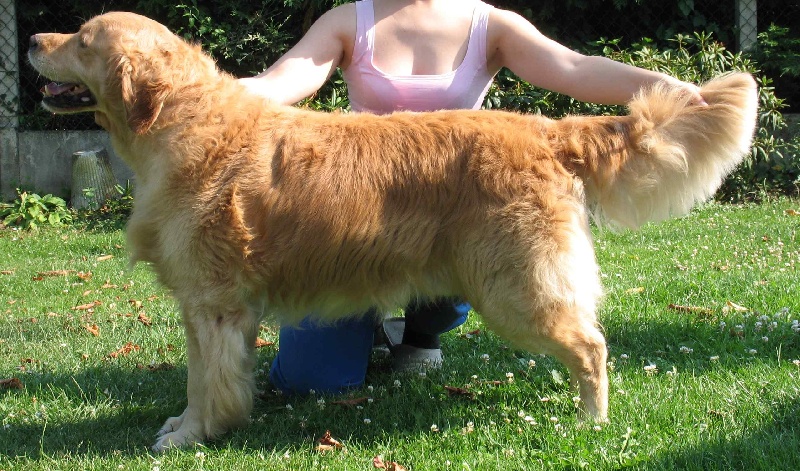 Oliver twist De l'enclos du chateau