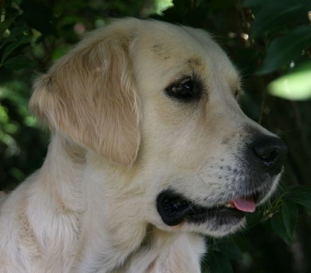 Publication : De la Seigneurie des Vignes