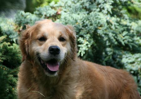 Oliver twist De l'enclos du chateau