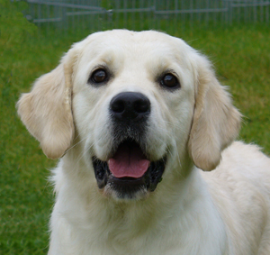 Beautiful love music De la Seigneurie des Vignes