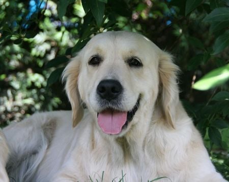 Publication : De la Seigneurie des Vignes