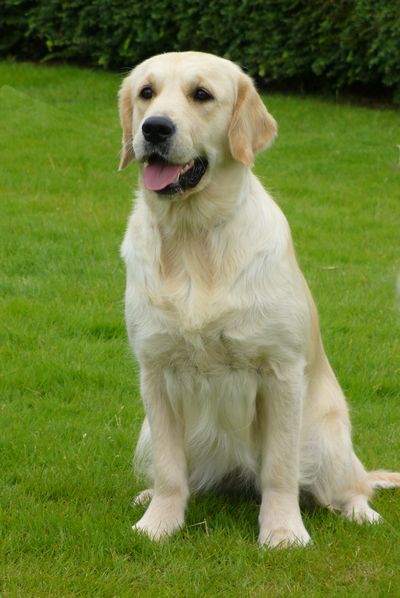 Beautiful music De la Seigneurie des Vignes