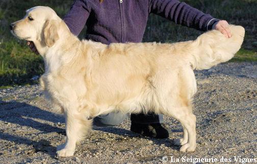 Publication : De la Seigneurie des Vignes