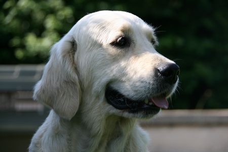 Publication : De la Seigneurie des Vignes