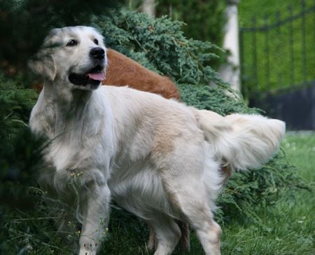 Publication : De la Seigneurie des Vignes