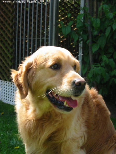 Oliver twist De l'enclos du chateau