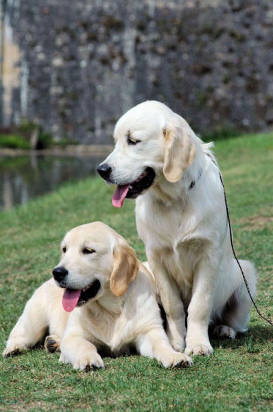 Beautiful music De la Seigneurie des Vignes