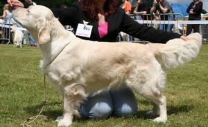 Beautiful love music De la Seigneurie des Vignes - 1er Excellent Classe Ouverte