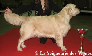 U sing like n'music of Glen Sheallag - 1er CACS RCACIB