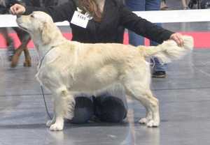 U sing like n'music of Glen Sheallag - 1er Exc CACS CACIB