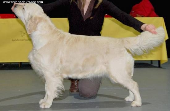 U sing like n'music of Glen Sheallag - 1er Exc VDH CAC Classe Travail