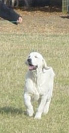 U sing like n'music of Glen Sheallag - Trés Prometteur