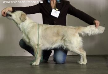 Beautiful love music De la Seigneurie des Vignes - 1er Exc Classe Intermédiaire