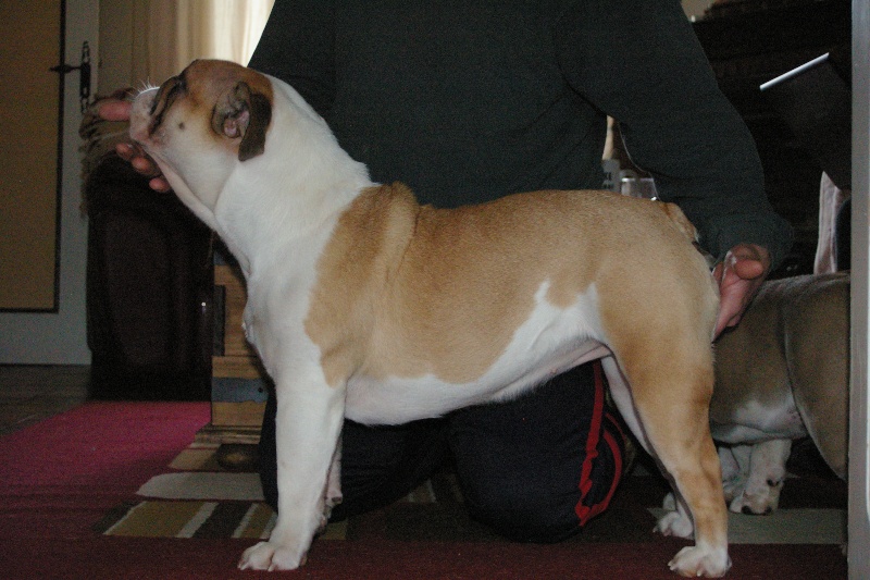 Publication : la Légende D'Opaline Auteur : La Légende d'Opaline