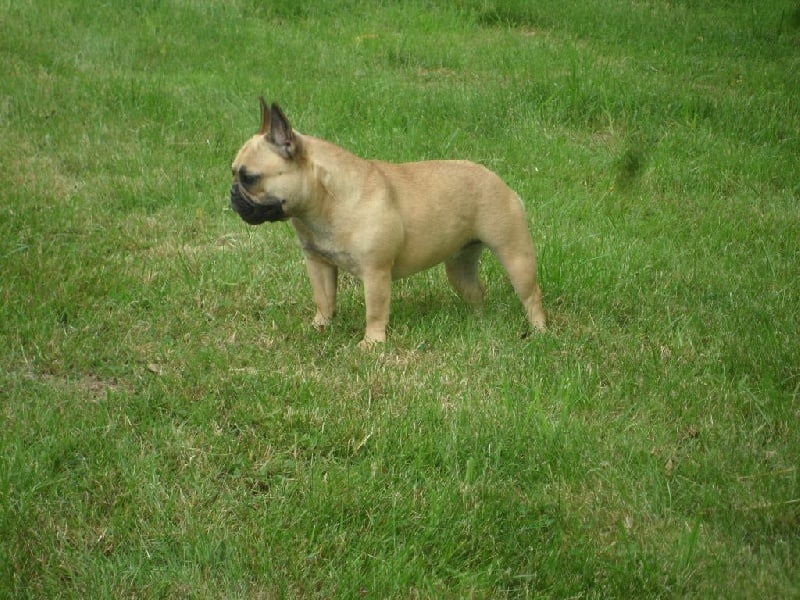 Ingold des Armoiries aux Têtes d'Or - 1°EXC