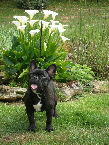 Iris de l'ancien Presbytère - 1° TP