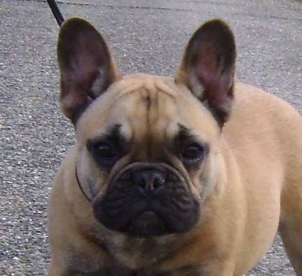 Ingold des Armoiries aux Têtes d'Or - 1°EXC - Meilleure Jeune - Meilleure de Race