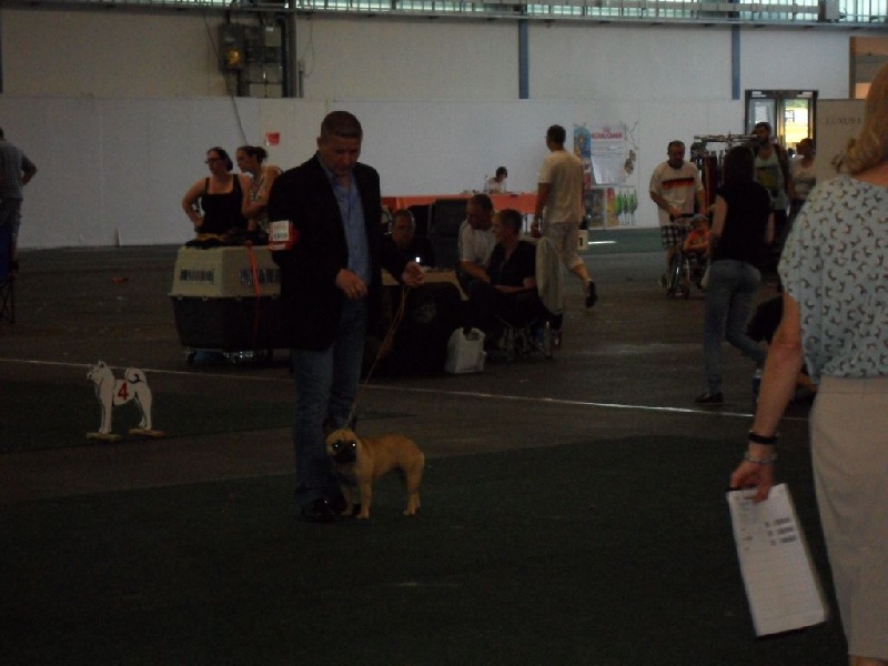 Ingold des Armoiries aux Têtes d'Or - V2 - Réserve Jeune CH VDH