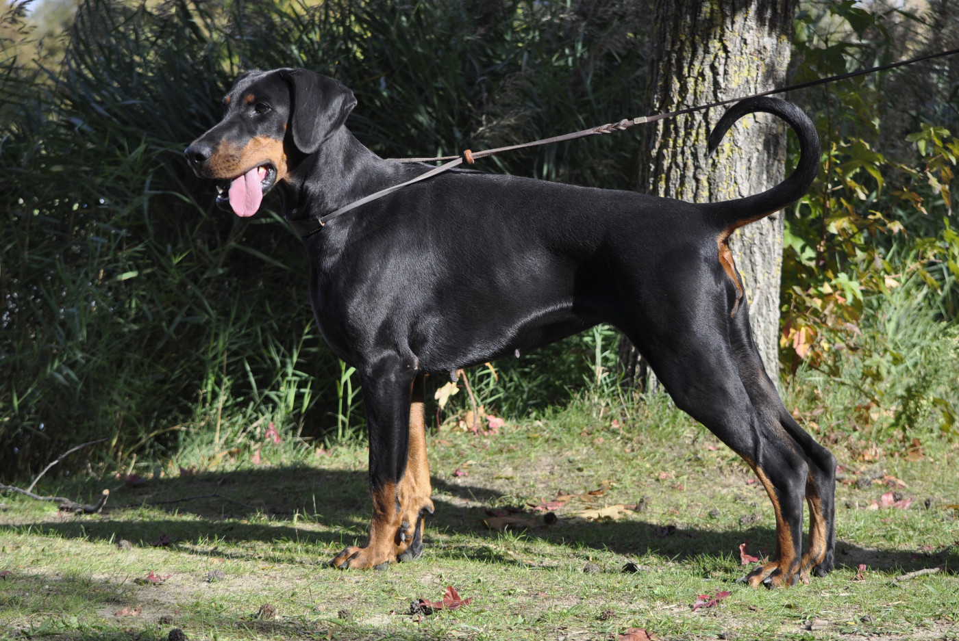 T'Kira capax infiniti