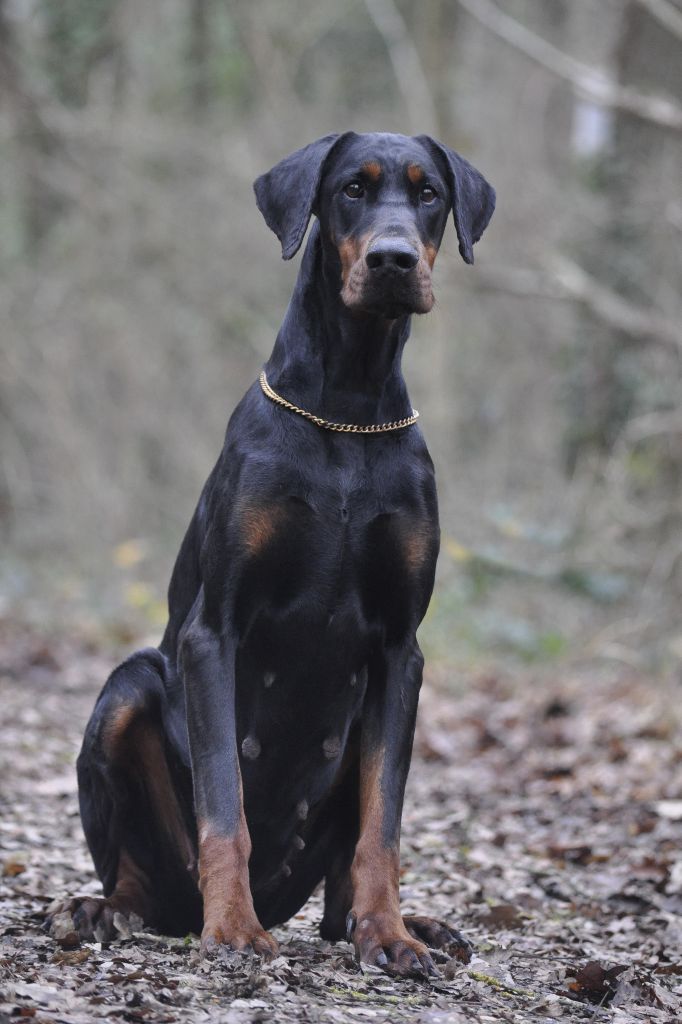 Publication : Of devil inside