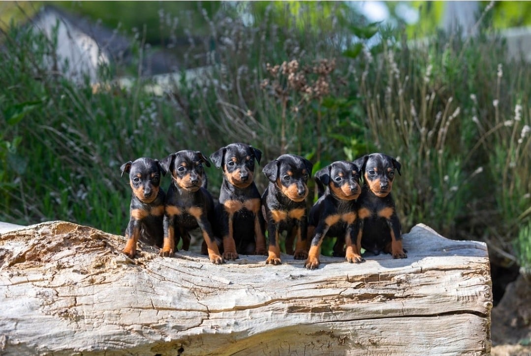 Pinscher nain - Of devil inside