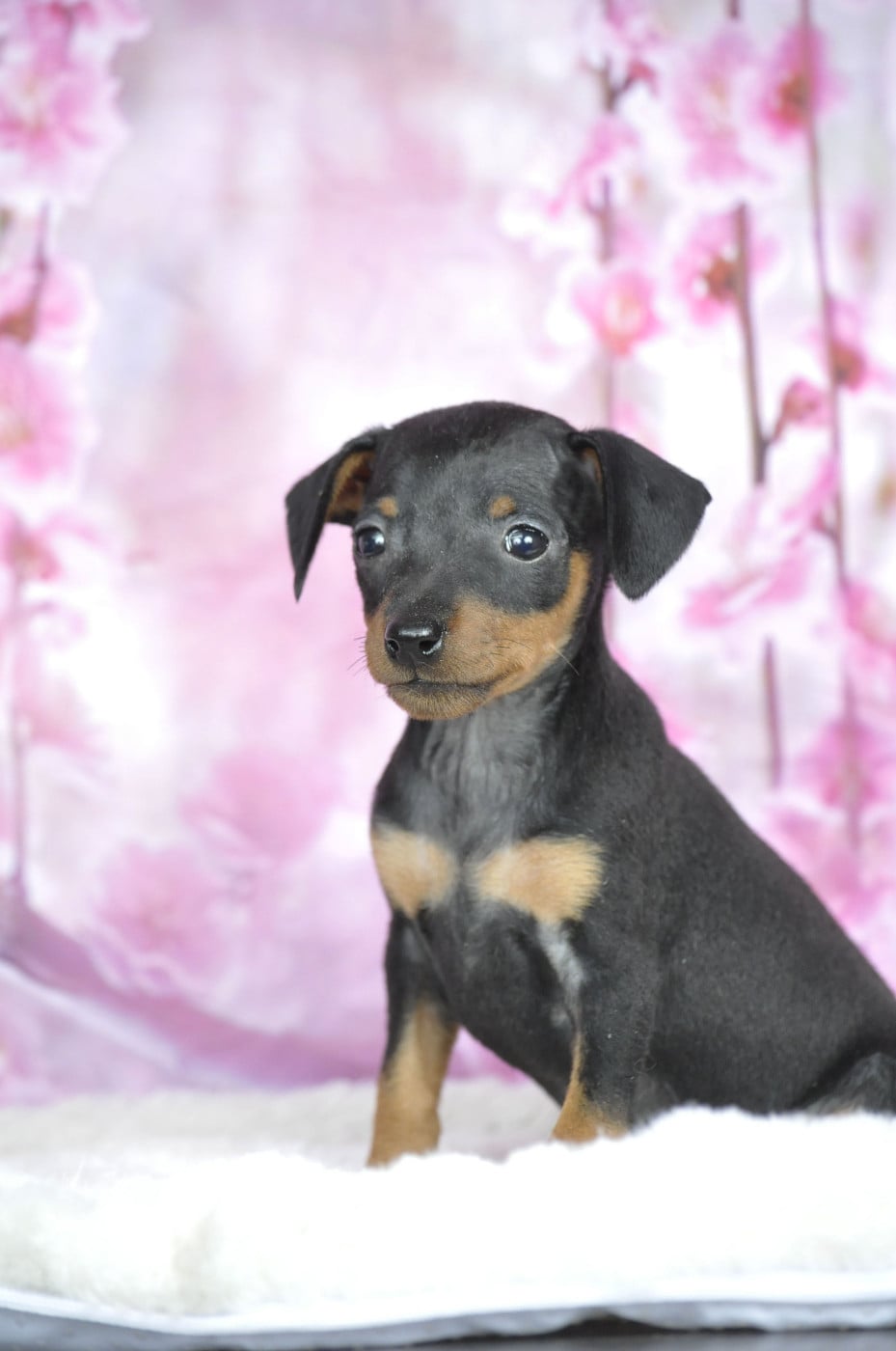 femelle sans collier - Pinscher nain