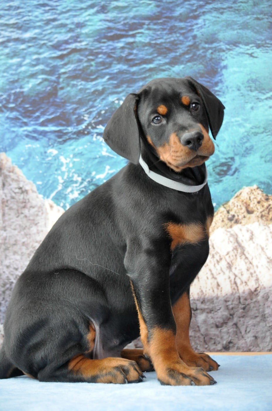 Mâle noir et feu - Dobermann