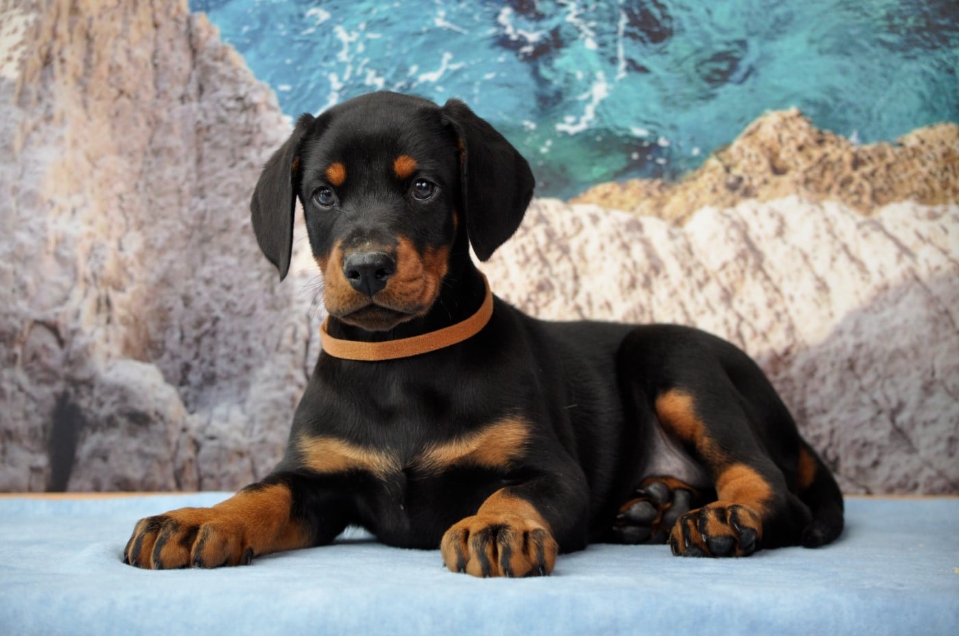mâle noir et feu - Dobermann