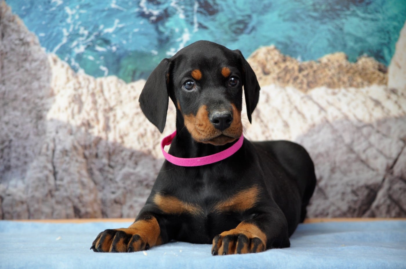 Chiot N°10 - Dobermann