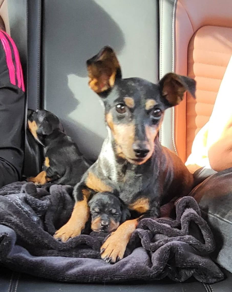 Chiot N°2 - Pinscher nain