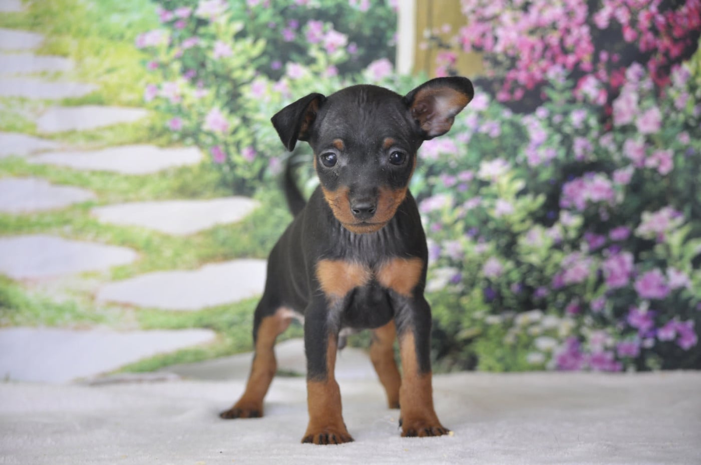 Chiot N°3 - Pinscher nain