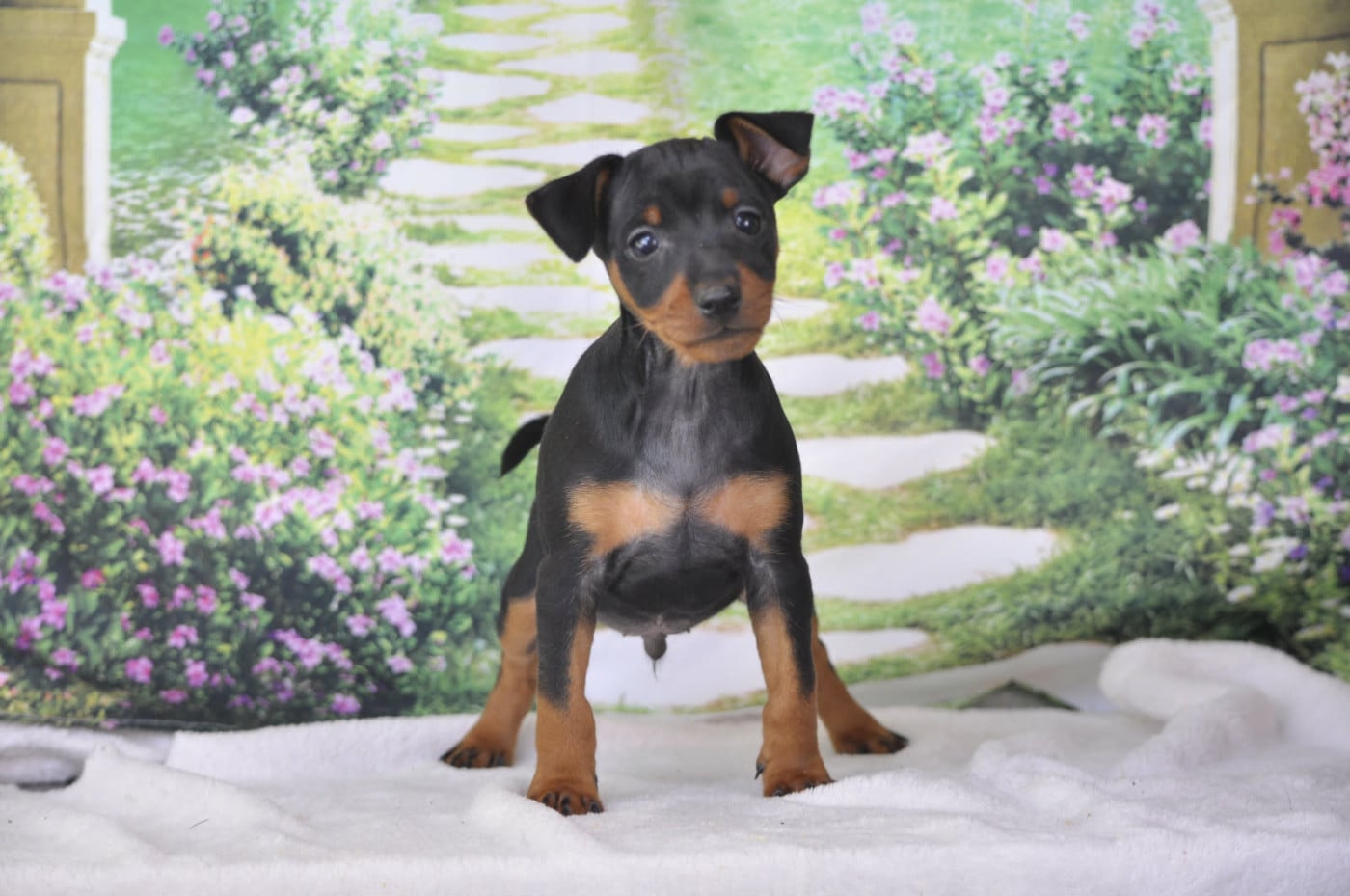 mâle noir - Pinscher nain