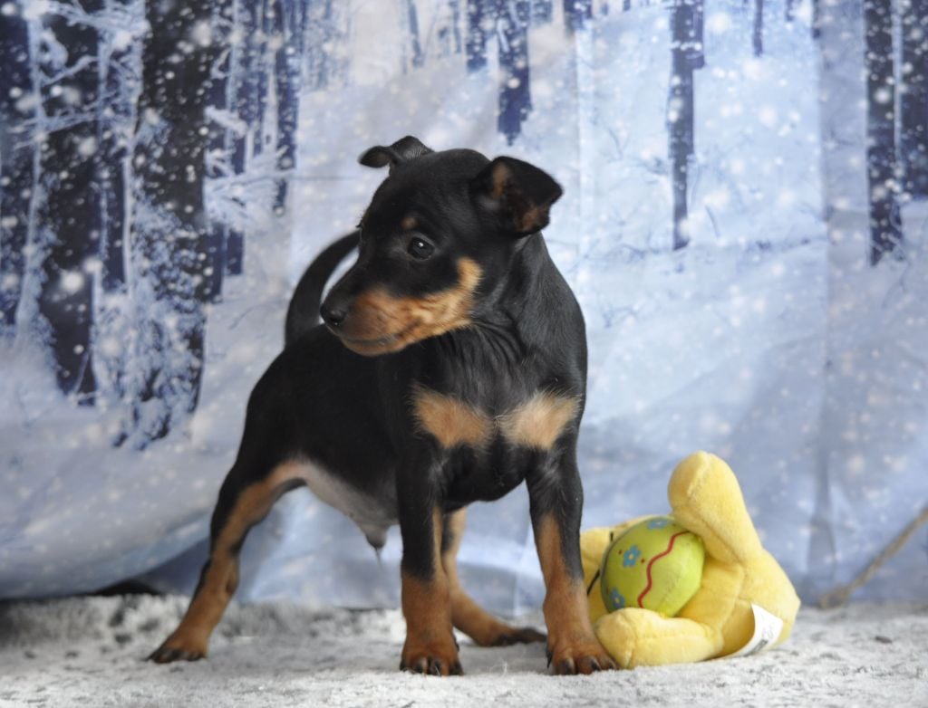 Pinscher nain - Of devil inside