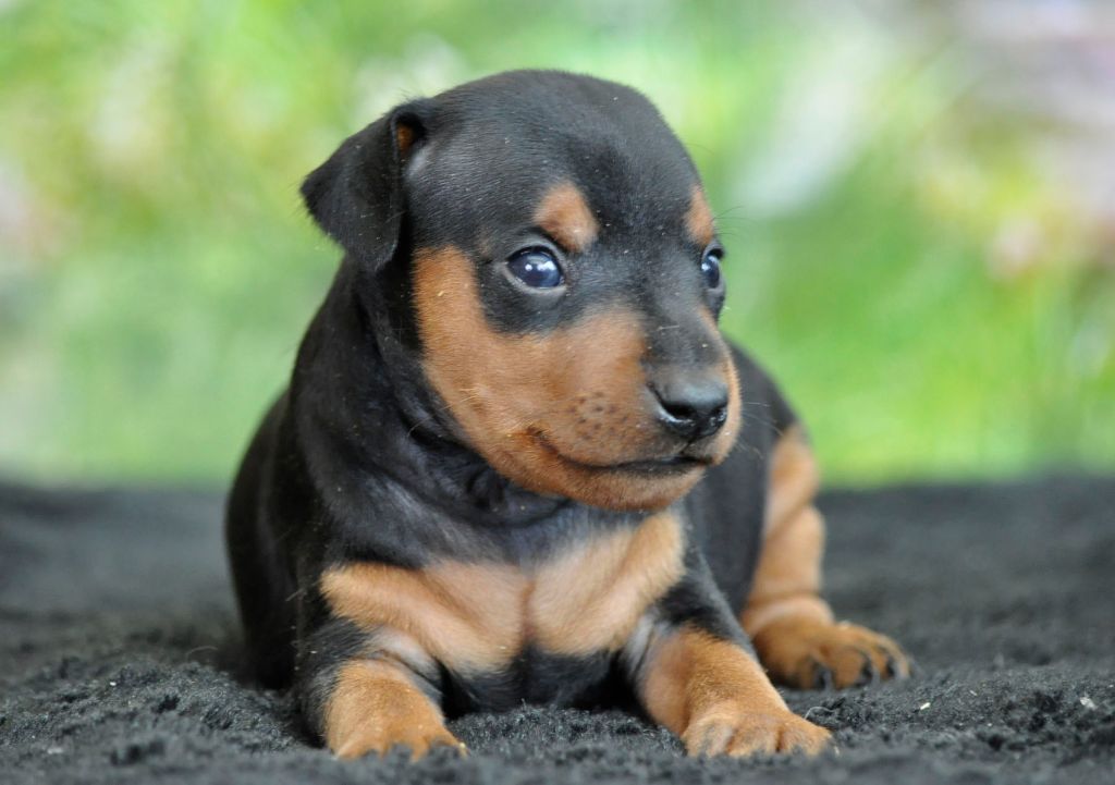CHIOT - Pinscher nain