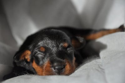 Les chiots de Pinscher nain