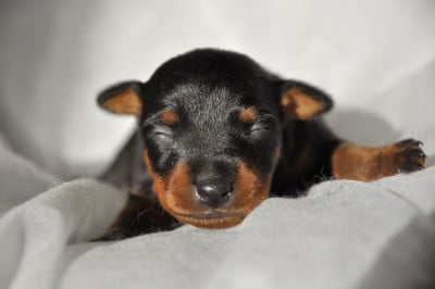 Les chiots de Pinscher nain