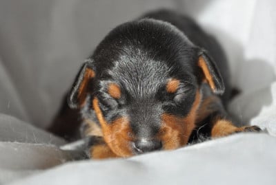 Les chiots de Pinscher nain