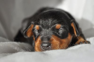 Les chiots de Pinscher nain