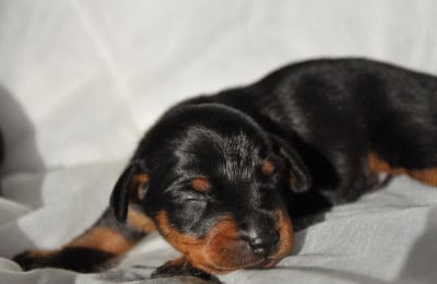 Les chiots de Pinscher nain