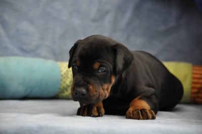 Les chiots de Dobermann