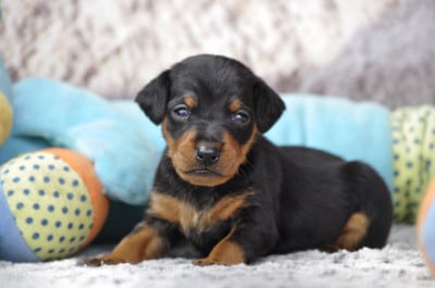 Les chiots de Pinscher nain