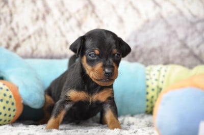 Les chiots de Pinscher nain