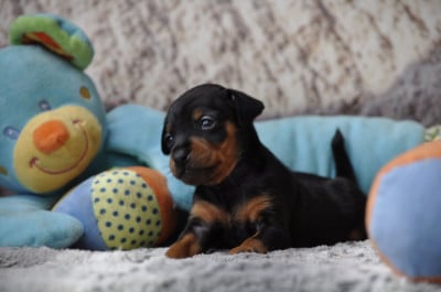 Les chiots de Pinscher nain